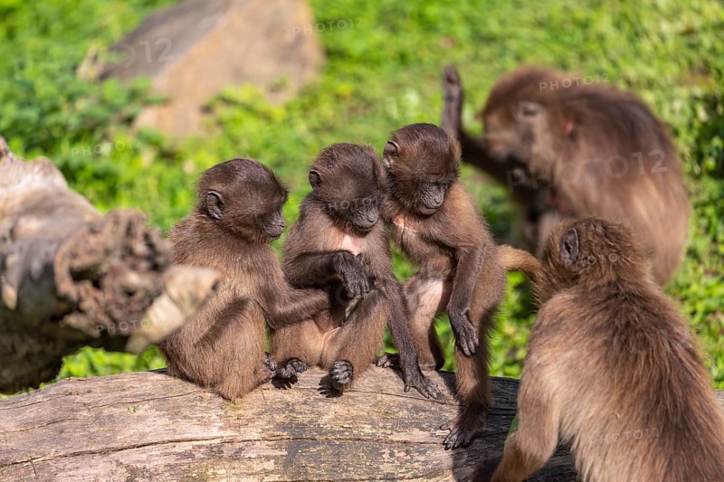 Three baby Gelada (Theropithecus gelada), or bleeding-heart monkey playing on a log