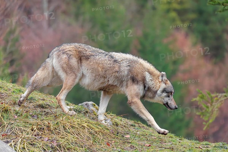 A male eurasian grey wolf (Canis lupus lupus) runs across a meadow down a hill