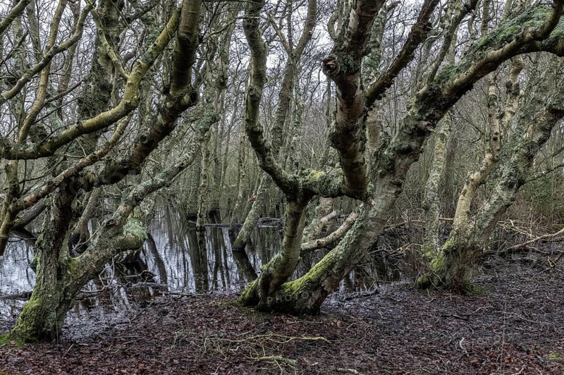 Birch trunks (Betula pendula), Amrum, Schleswig-Holstein, Germany, Europe