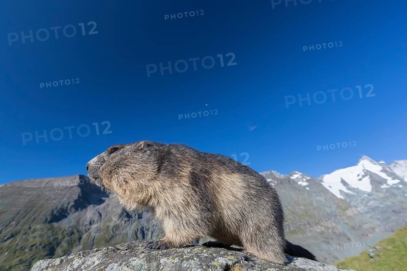One adult Alpine Marmot, Marmota marmota, standing on a rock. Grossglockner Mountain in the distant background. Early morning light with clear blue sky. Grossglockner high alpine road, Hohe Tauern National Park