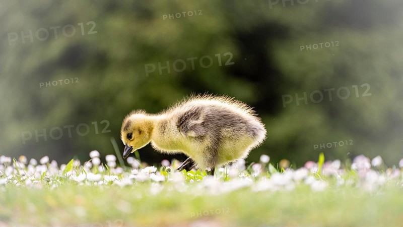 Canada goose chick (Branta canadensis) running through grass and daisies, looking for food, close-up, profile view, background green blurred bushes, Dortmund, North Rhine-Westphalia, Germany, Europe