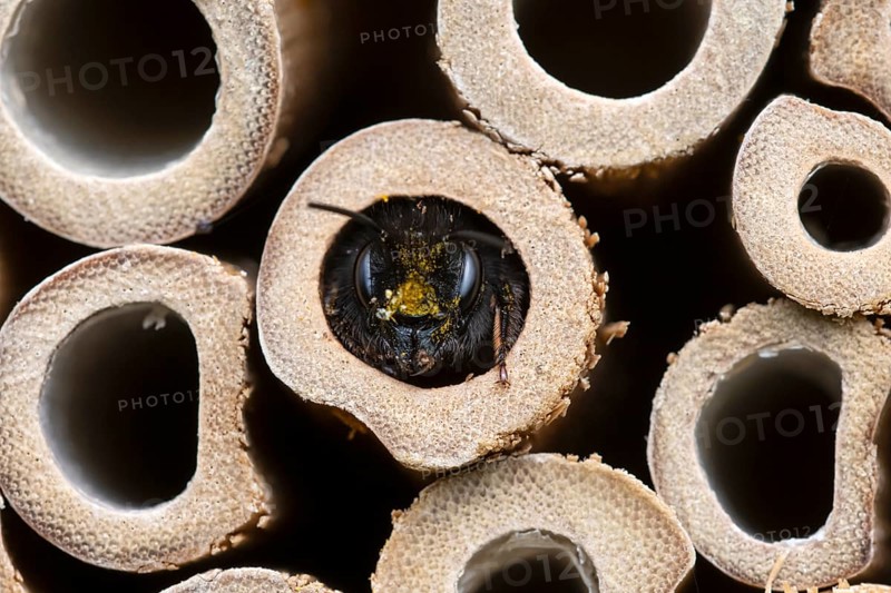 Horned mason bee (Osmia cornuta), looking out of its nesting tube, insect hotel, Oberhausen, Ruhr area, North Rhine-Westphalia, Germany, Europe