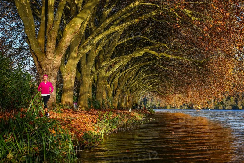 Essen, North Rhine-Westphalia, Germany - Young woman jogging on the lakeshore under trees with autumn leaves. Golden autumn at the Lake Baldeney. Note: verbal consent for press publication from the jogging woman in pink
