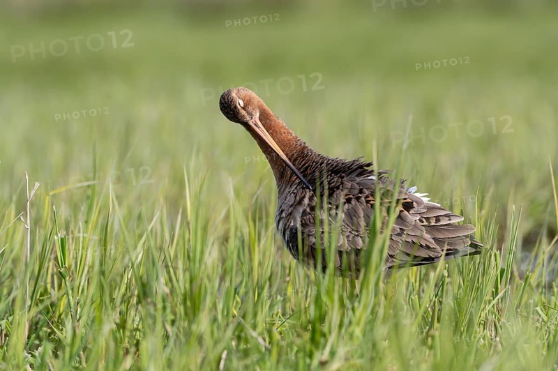 Black-tailed godwit (Limosa limosa), preening itself, plumage care, Ochsenmoor, Dümmer, Lemförde, Lower Saxony, Germany, Europe