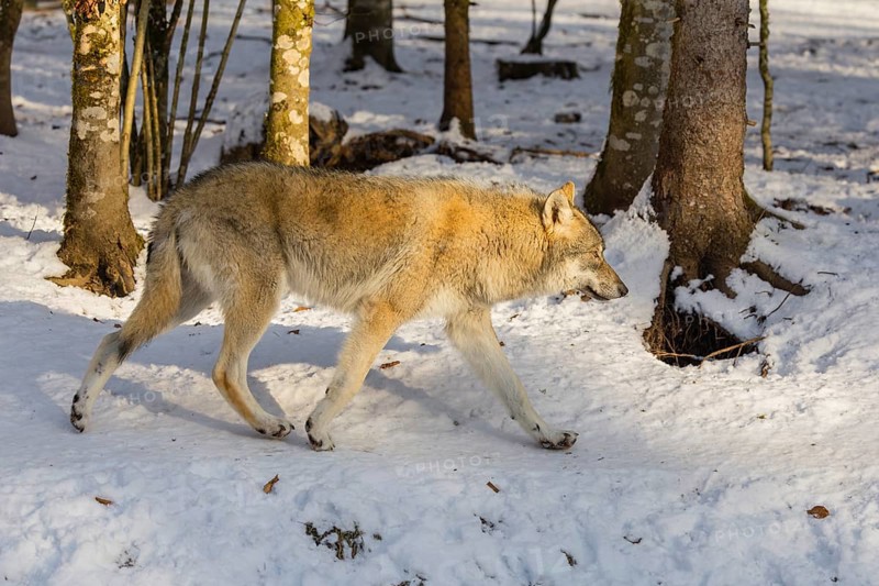 A young grey wolf (Canis lupus lupus) runs across the sloping, snow-covered meadow at the edge of a forest on a cold, sunny day