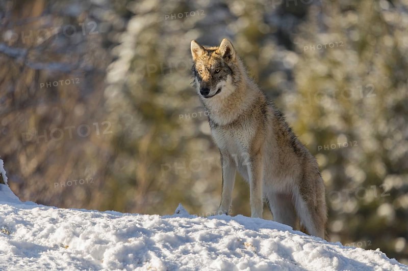 A young grey wolf (Canis lupus lupus) stands on a sloping, snow-covered meadow at the edge of a forest on a cold, sunny day