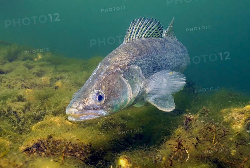Close-up of zander (Sander lucioperca) predator standing in lake freshwater at shallow depth, Germany, Europe