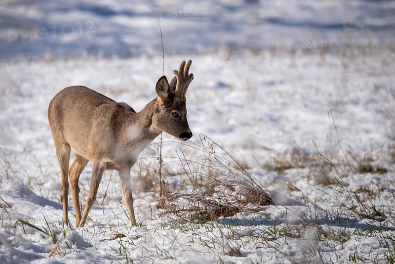 A roebuck in the snow in a peaceful winter landscape, antlers with velvet, Rotehorn City Park, Magdeburg, Saxony-Anhalt, Germany, Europe