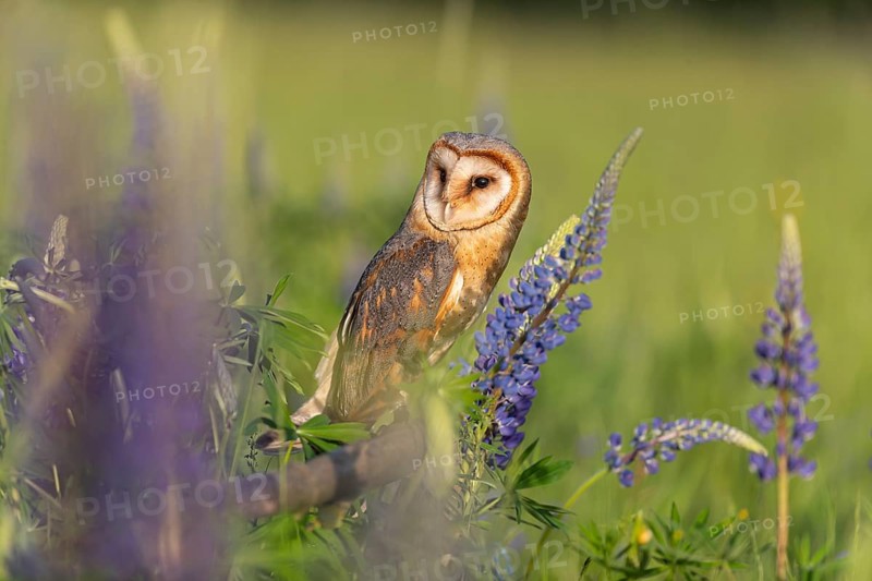 One barn owl (Tyto alba) sitting on a branch lying in a field of flowering lupines in late evening light