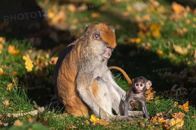 One female patas monkey (Erythrocebus patas)with her baby in late light on a green meadow