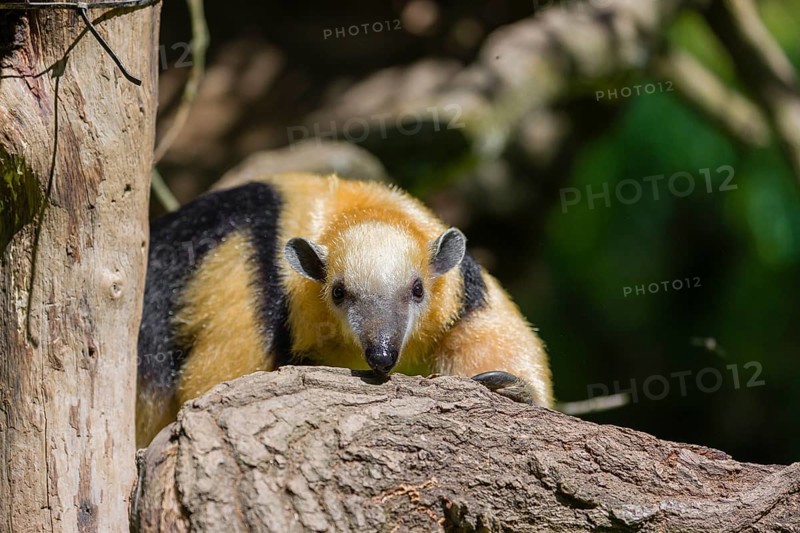 A southern tamandua (Tamandua tetradactyla), sits in a tree, watching the surrounding