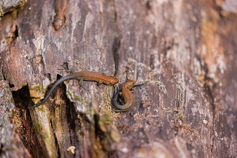 Baby viviparous lizards, or common lizard, (Zootoca vivipara, formerly Lacerta vivipara) sit on rotting wood, heating up