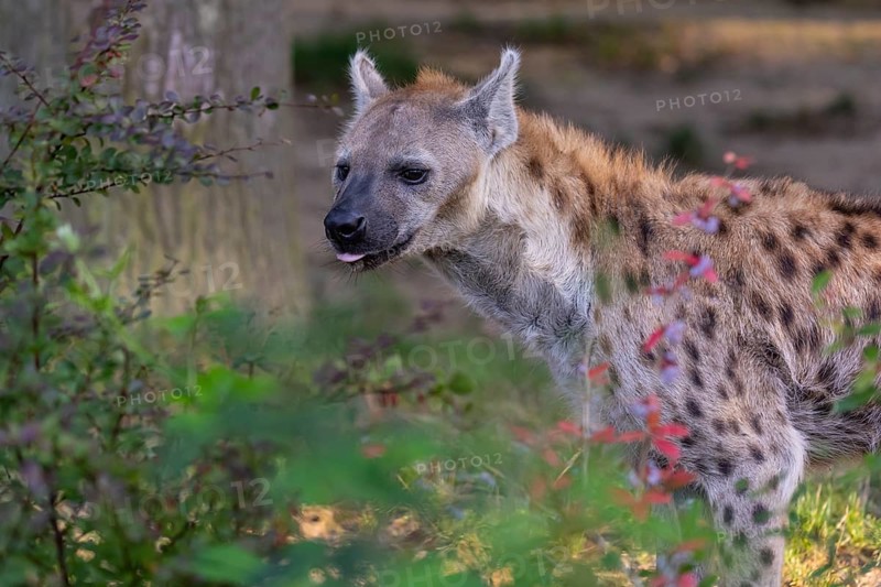 One young adult male spotted hyena (Crocuta crocuta), or laughing hyena standing behind some bushes with green vegetation in the background