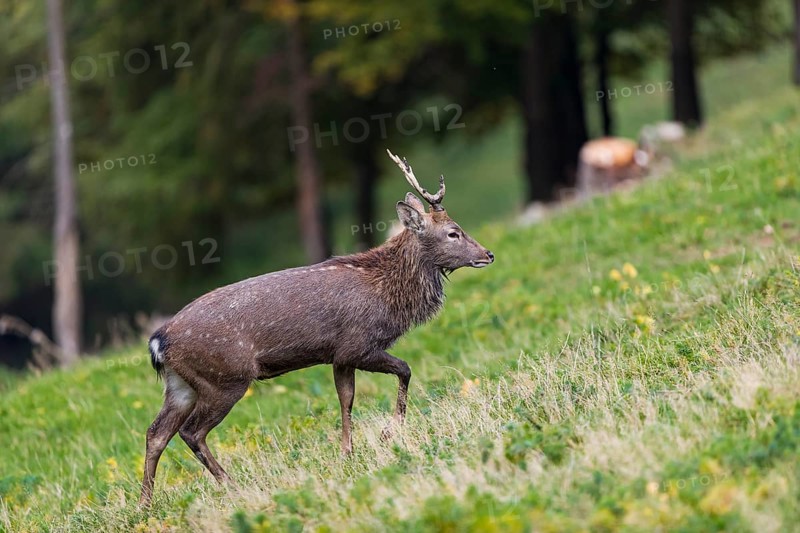 One male Manchurian sika deer or Dybowski's sika deer (Cervus nippon mantchuricus or Cervus nippon dybowskii) standing on a meadow on hilly ground