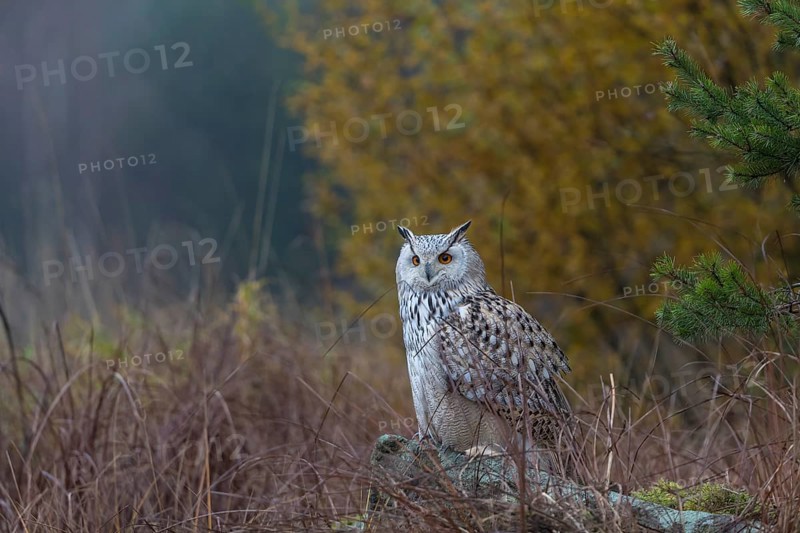 One Siberian Eagle Owl (Bubo bubo sibiricus) sitting on a grey rock between tall reed grass lakeshore on an autumnal misty cold morning