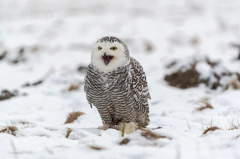 One snowy owl, Bubo scandiacus, Bubo scandiaca, Nyctea scandiaca sitting on a snowy meadow, screeching