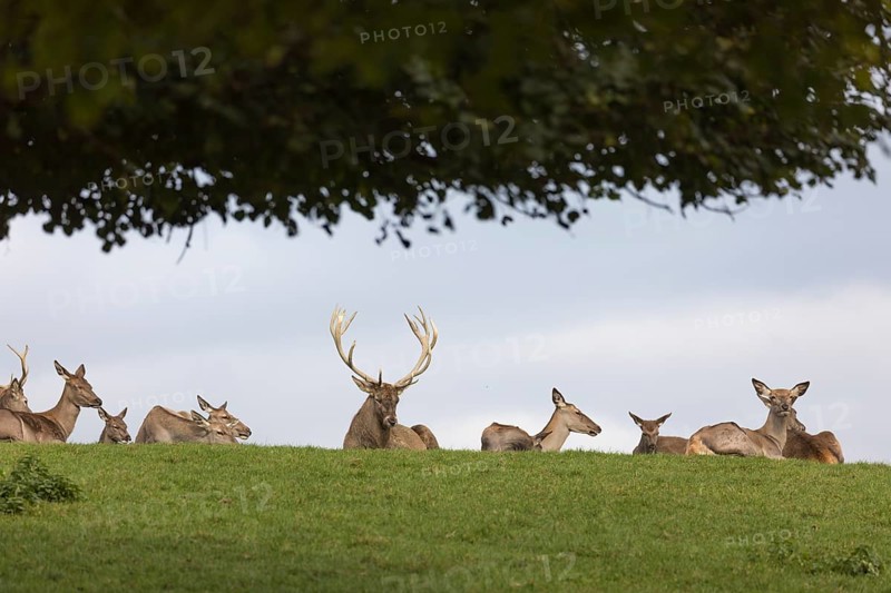 A herd of red deer resting on a meadow in sunshine