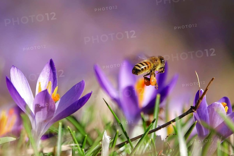 Bee, crocus blossom, early March, Germany, Europe