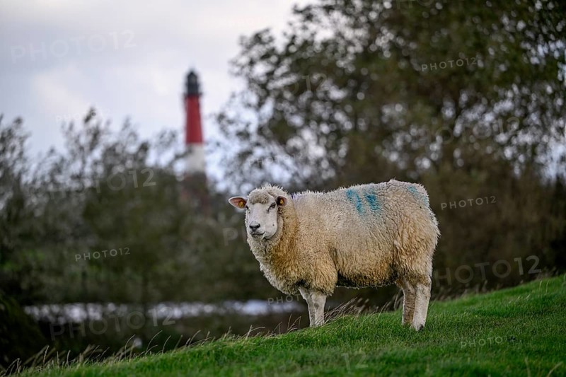 Sheep in front of the lighthouse, Pellworm Island, Schleswig-Holstein Wadden Sea National Park, North Frisia, Germany, Europe