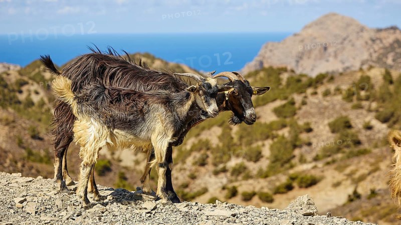 Two goats on rocky terrain with mountain and sea view, goat (s), free-range, central north of the island, mountains, Karpathos, Dodecanese, Greek Islands, Greece, Europe