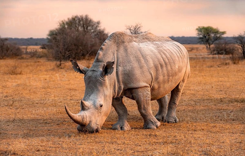 Southern white rhinoceros (Ceratotherium simum simum), rhino in the evening light, Khama Rhino Sanctuary, Serowe, Botswana, Africa