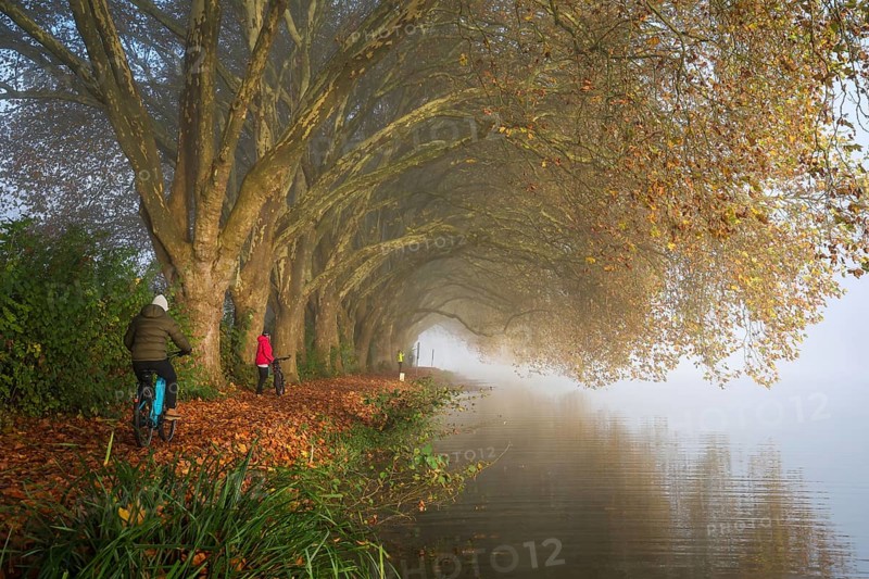 Essen, North Rhine-Westphalia, Germany, Golden autumn at Lake Baldeney. Cyclists and joggers in the morning mist on the lakeside path under plane trees, Europe