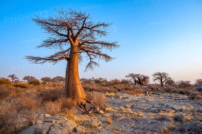 African baobab or baobab tree (Adansonia digitata), at sunrise, Kubu Island (Lekubu), Sowa Pan, Makgadikgadi salt pans, Botswana, Africa