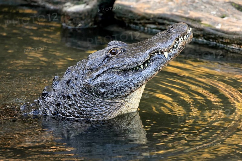 Mississippi Alligator (Alligator mississippiensis), pike alligator, adult, friendly, portrait, smiling, courtship, courtship, advertising, in water, Florida, USA, North America