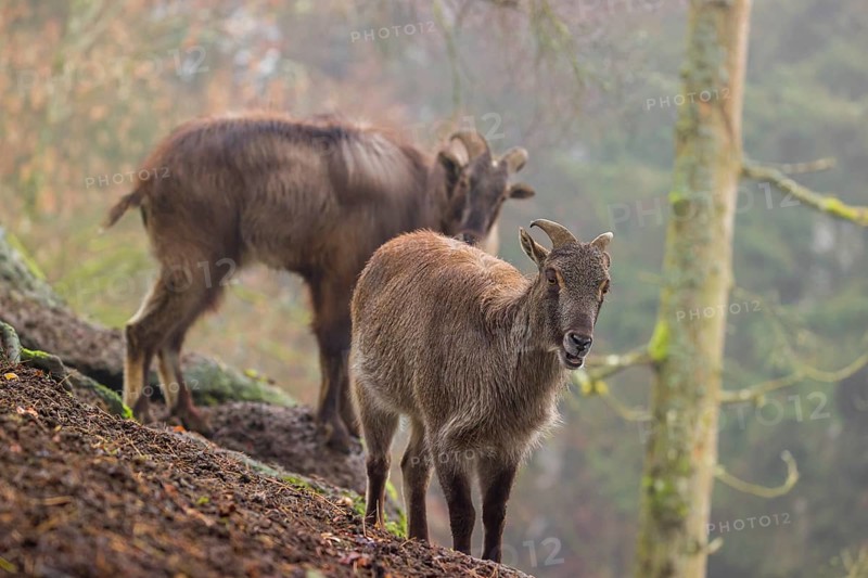 Two Himalayan Tahr (Hemitragus jemlahicus) stand in the forest on a foggy day