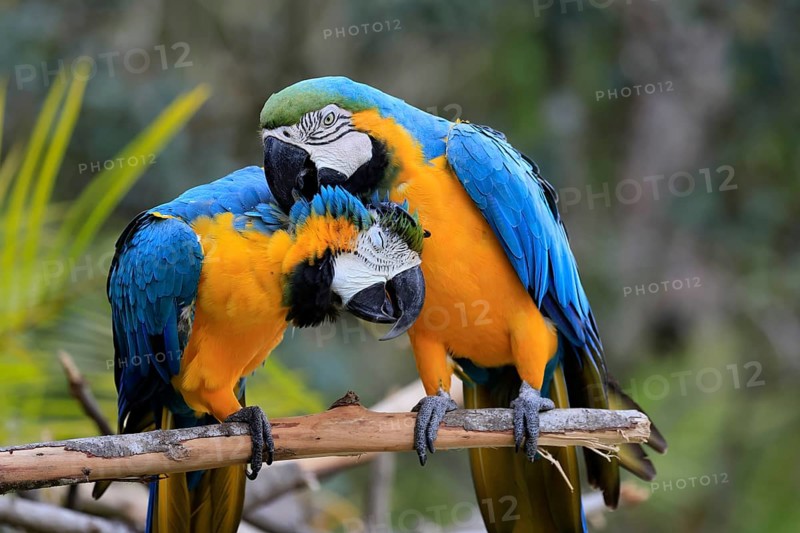 Yellow-breasted Macaw (Ara ararauna), adult, perch, pair, social behaviour, plumage care, South America