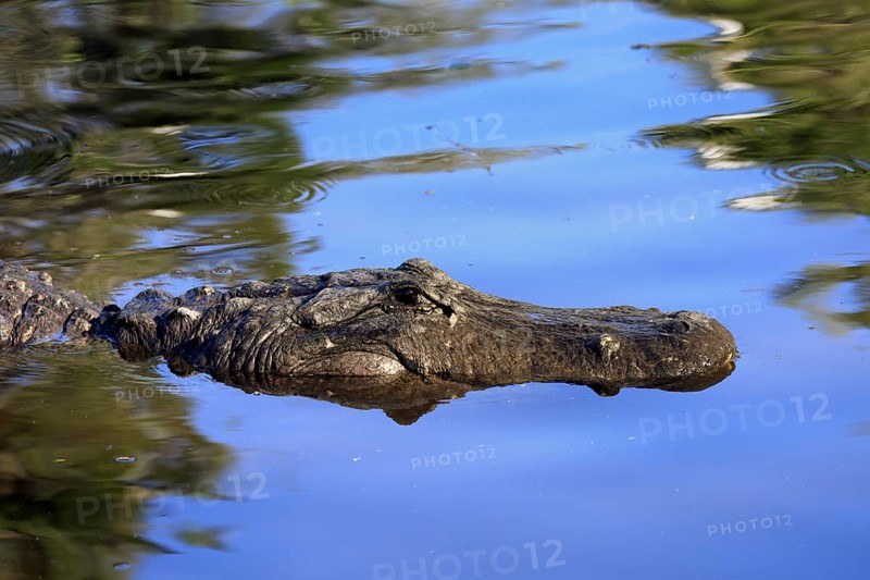 Mississippi Alligator (Alligator mississippiensis), pike alligator, adult, portrait, in water, Florida, USA, North America