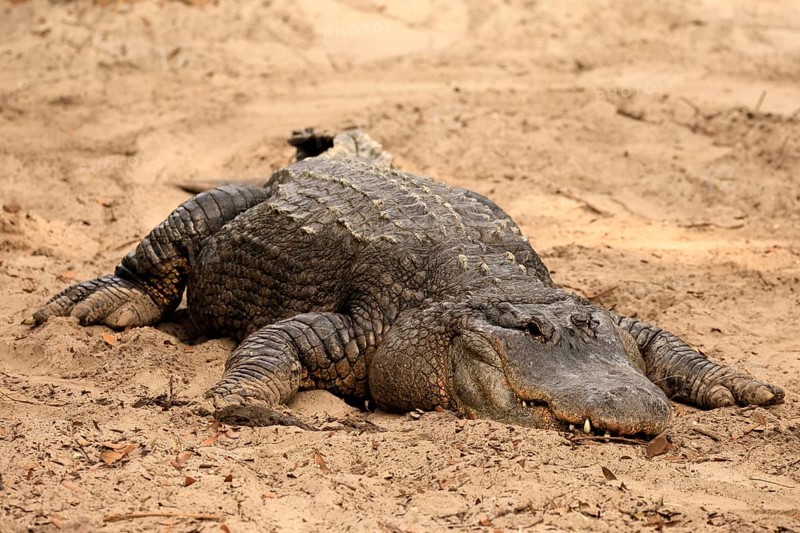 Mississippi Alligator (Alligator mississippiensis), pike alligator, adult, lying, friendly, smiling, on land, in the sand, Florida, USA, North America