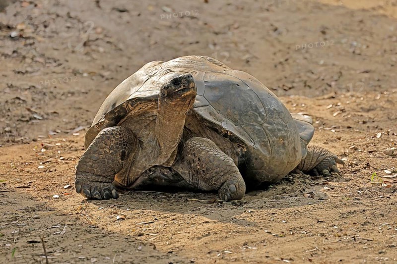 Galapagos giant tortoise (Chelonoidis niger), adult, foraging, captive, Galapagos Islands, Ecuador, South America