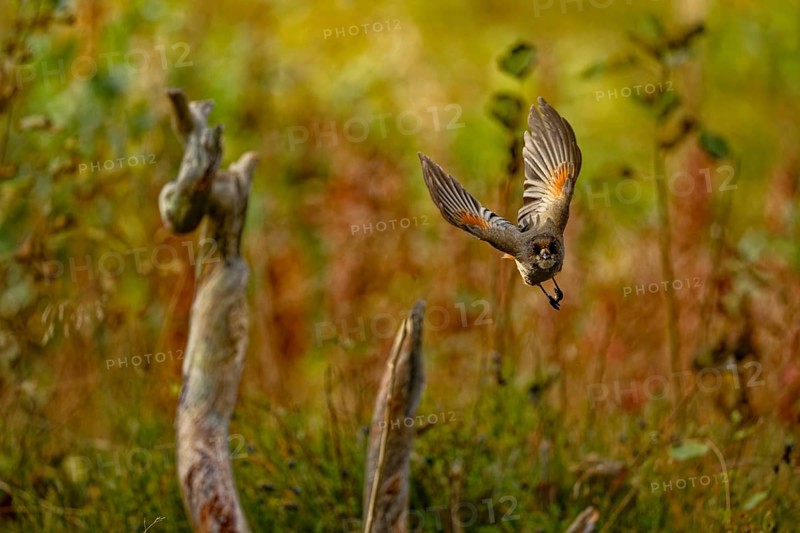 The unlucky jay (Perisoreus infaustus), in flight, front view, autumn mood, Northern Finland, Finland, Europe