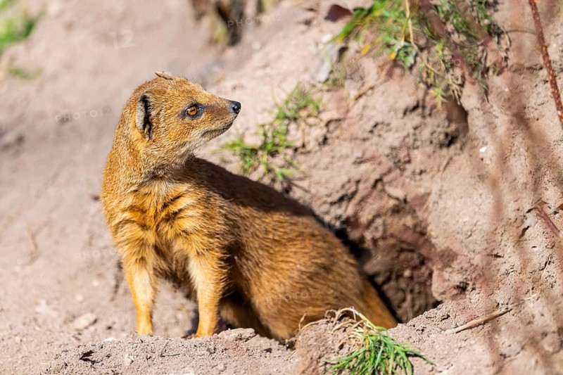 Yellow mongoose (Cynictis penicillata), in the dessert on a sunny day, captive