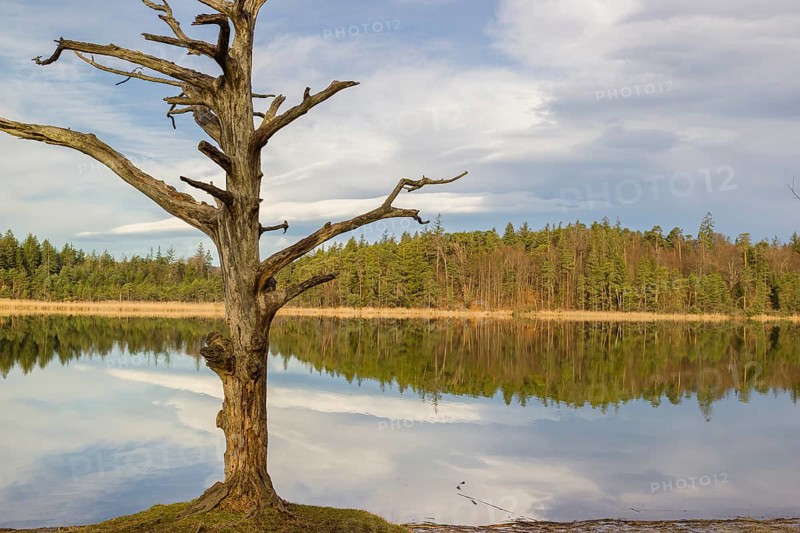 Lake Fohnsee of the Ostersee-group in early morning light