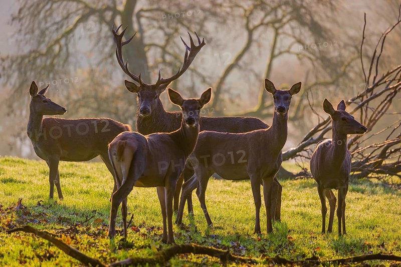 A herd of red deer hind and a stag (Cervus elaphus) stand backlit on a meadow. Early morning light with a forest in mist and fall foliage in the background