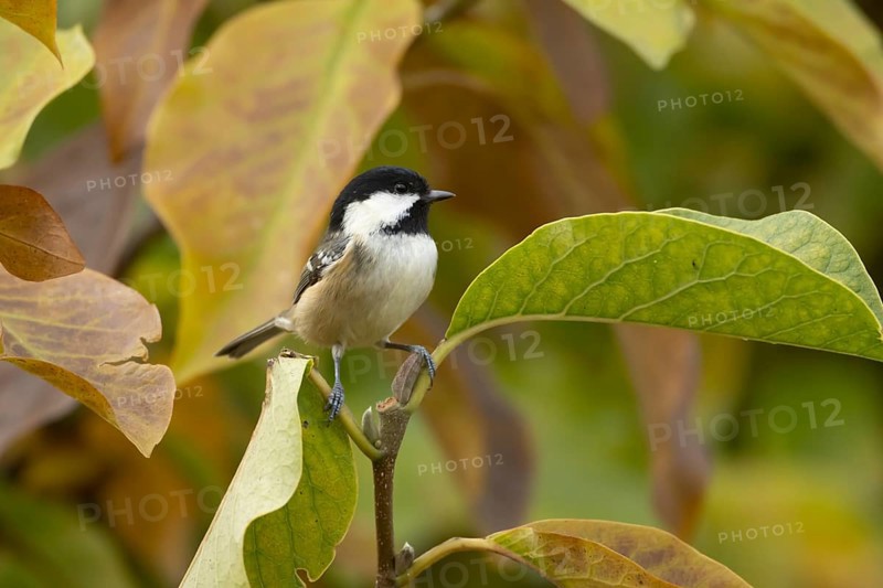 Coal tit (Periparus ater) adult bird on a garden Magnolia tree with autumn coloured leaves, England, United Kingdom, Europe