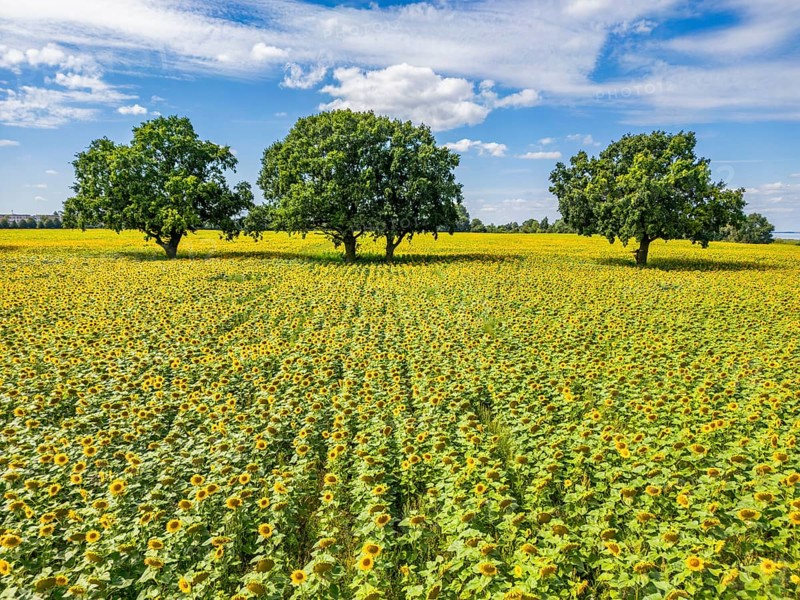 Aerial view, drone photo: Field with sunflowers and four trees, Ueckermünde, Szczecin Lagoon, Mecklenburg-Western Pomerania, Germany, Europe