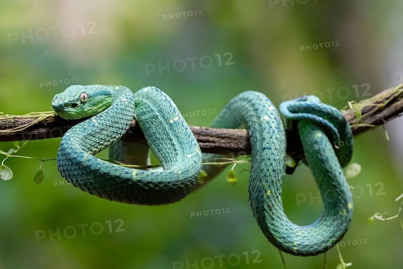 Bothriechis lateralis (Bothriechis lateralis), sitting on a branch, Heredia province, Costa Rica, Central America