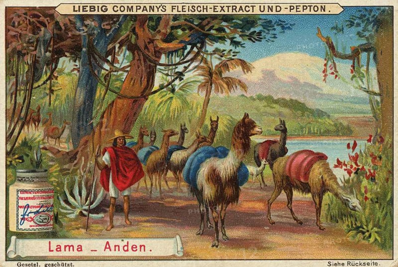 Picture series Animals of the Lands, llama from the Andes, Liebig picture, digitally restored reproduction of a collector's picture from around 1900, public domain, exact date unknown, llamas and people in an exotic Andean landscape with mountains and a river