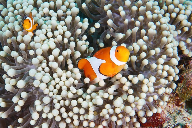 Two Ocellaris Clownfish (Amphiprion ocellaris) are in a pale sea anemone, dive site Coral Garden, Menjangan, Bali, Indonesia, Asia