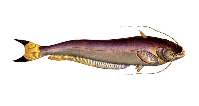 Fish, Fish, Fish genus from the family of the true catfishes within the order of the catfishes, Silurus bimaculatus, Historical, digitally restored reproduction from a 19th century original, Record date not stated