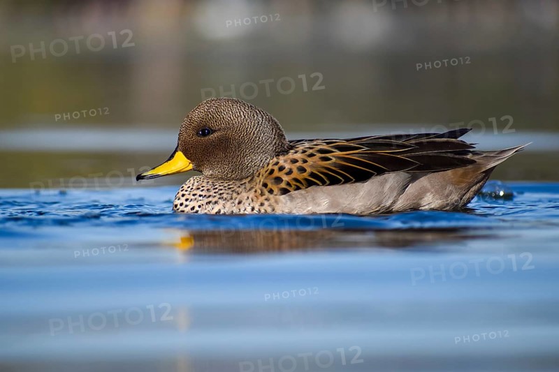 Brown-headed duck (Anas flavirostris) on a lake in a park in Buenos Aires, Argentina, South America