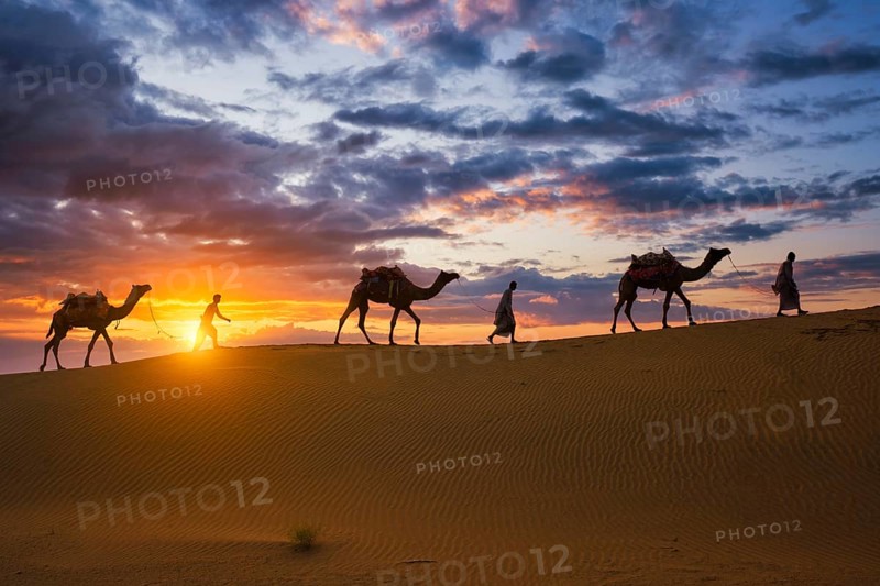 Indian cameleers camel drivers bedouin with camel silhouettes in sand dunes of Thar desert on sunset. Caravan in Rajasthan travel tourism background safari adventure. Jaisalmer, Rajasthan, India, Asia