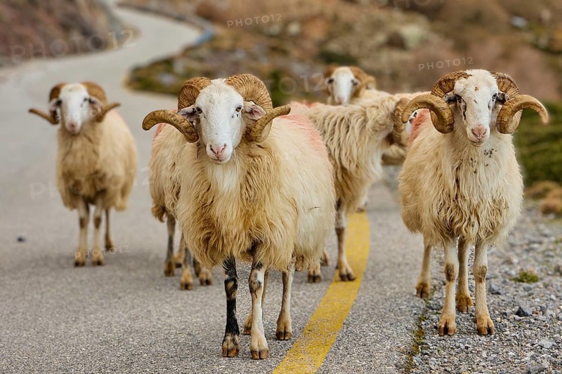 Five rams with large horns on a winding mountain road, sheep (e) or goat (n), ovis, caprae, Crete, Greek Islands, Greece, Europe