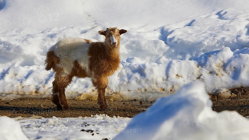 A small lamb standing in the snow in a wintry landscape, sheep (e) or goat (n), ovis, caprae, Crete, Greek Islands, Greece, Europe