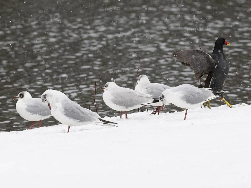 Black-headed Gulls in winter plumage (Larus ridibundus), and Moorhen (Gallinula chloropus), at the side of a lake amongst falling snow, island of Texel, Holland