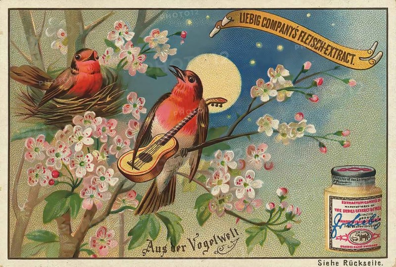 Picture series From the world of birds, bird with guitar, love song, flirting, Liebig picture, digitally restored reproduction of a collection picture from around 1900, public domain, exact date unknown, birds in the moonlight, one with a guitar, surrounded by flowering branches