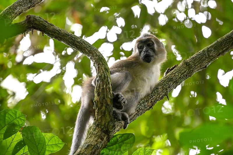 Olive mangabey (Cercocebus agilis) near the Baï-Hokou, Dzanga-Ndoki National Park, Unesco World Heritage Site, Dzanga-Sangha Complex of Protected Areas (DSPAC), Sangha-Mbaéré Prefecture, Central African Republic, Africa